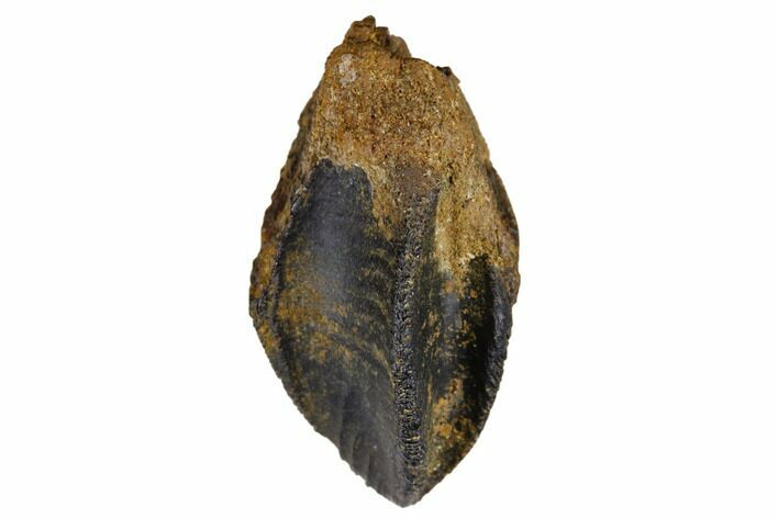 Excellent, Unworn Ceratopsid (Centrosaurus?) Tooth - Montana #173482